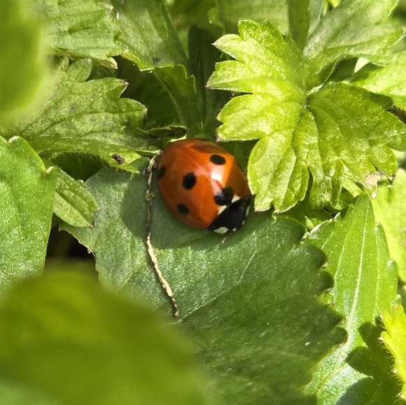 Meet your Posher, Amanda - Picture 1 of 1